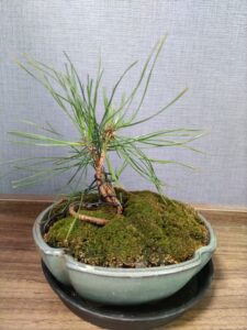松の盆栽　お客様