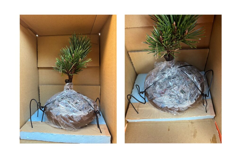 盆栽の梱包、針金固定。