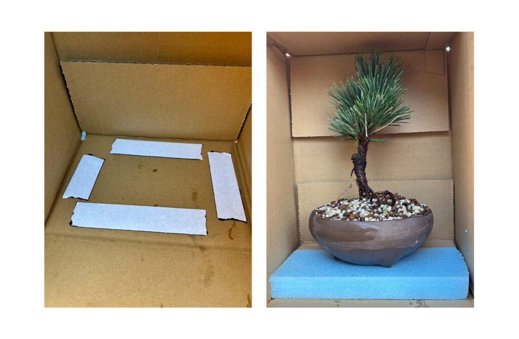 盆栽の梱包、クッション保護。
