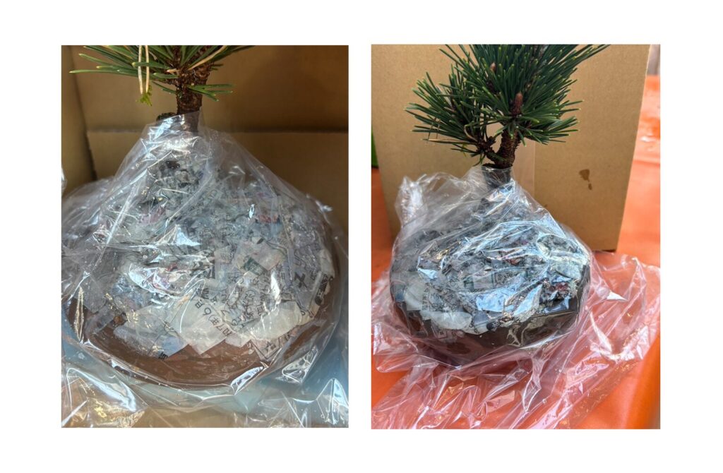 盆栽の梱包、ビニール保護。